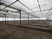 Pronájem skleníků 1100-3400 m2, cena 400 CZK / m2 / rok, nabízí 