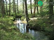 Lesní pozemek u rybníka Horní Pěna, cena 450000 CZK / objekt, nabízí 