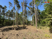 Prodej lesa, 23035 m2, Boršov nad Vltavou, cena 1086440 CZK / objekt, nabízí 
