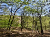 Prodej souboru dvou lesních pozemků s porostem v mýtném věku, cena 560000 CZK / objekt, nabízí SORENT – CB spol. s r.o.