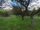 Prodej sadu / vinice 22 292 m2, Hustopeče, cena 4190000 CZK / objekt, nabízí