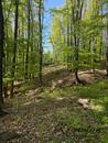 Prodej lesního pozemku po těžbě, obec Hradčovice, okr. Uherské Hradiště, CP 4 762 m2, cena 70000 CZK / objekt, nabízí 