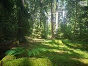 Lesní pozemek 59.470 m2 na pěkném a dobře přístupném místě, Nečín u Dobříše, cena 4999000 CZK / objekt, nabízí 