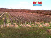 Prodej vinice, 9215 m2, Sedlec, cena 750000 CZK / objekt, nabízí M&M reality holding a.s.