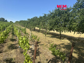 Prodej ovocného sadu, 3501 m2, Svatobořice-Mistřín, cena 730000 CZK / objekt, nabízí 