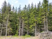 Prodej lesa u Černovic, cena 256000 CZK / objekt, nabízí AD reality Alena Domanská