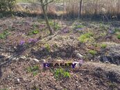 Pronájem zahrady s chatkou, 367 m - Kryry u Podbořan, cena 2000 CZK / objekt / měsíc, nabízí Reality Podbořany