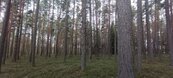 Prodej lesa u Borovan, k.ú. Vrcov, cena 28 CZK / m2, nabízí 
