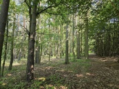 Lesní pozemky o celkové výměře 10.280 m2 v katastrálním území Kozlovice, cena 375000 CZK / objekt, nabízí 