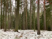 Lesní porost 162.122 m2, Plužná, okr. Mladá Boleslav