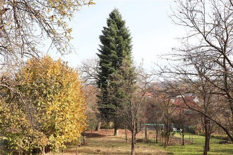 foto04_11253565_1judzw.jpg
