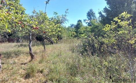foto05_11372609_8ftbo.jpg