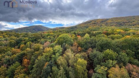 foto02_11569139_1cn6d0.jpg