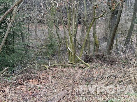foto02_11381677_x5kfw.jpg
