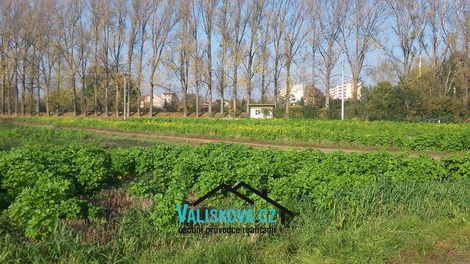 foto05_11493951_7eqmi.jpg