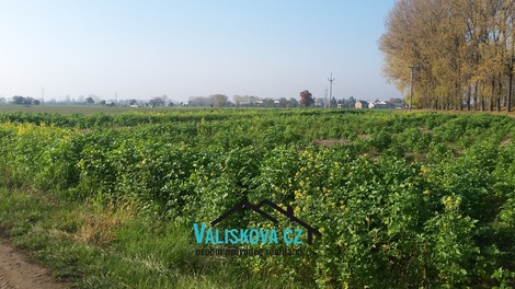 foto05_11493951_8a8gi.jpg