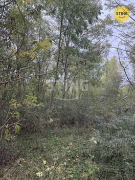 foto02_11567817_worno.jpg