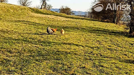 foto05_11027686_7b1p6.jpg