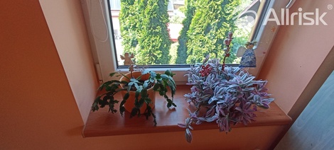 foto05_11380187_4vt7i.jpg