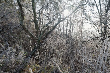 foto02_11421494_15ccxw.jpg
