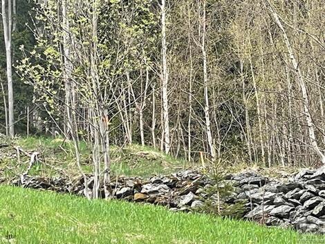 foto02_11562502_wyb6c.jpg