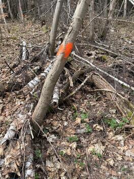 foto02_11562502_yrwwk.jpg
