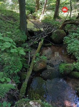 foto05_11183819_75s2m.jpg