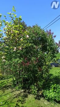 foto02_11500666_nlq78.jpg