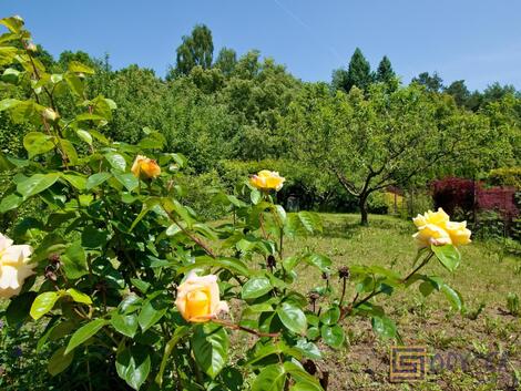 foto02_11331741_1ca2og.jpg