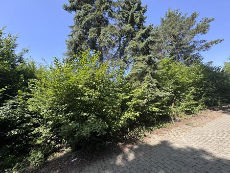 foto02_11364854_17d5xg.jpg