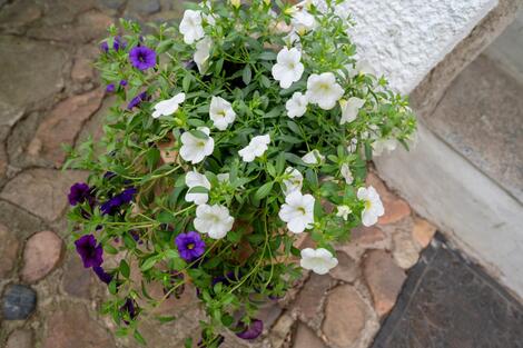foto02_11503509_1eikzc.jpg