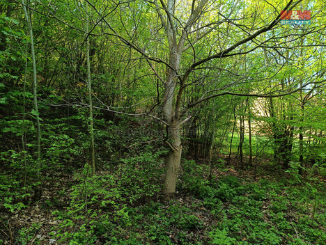 864/foto12_11332087_1bspak.jpg