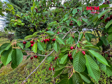 945/foto12_11533936_irj7o.jpg