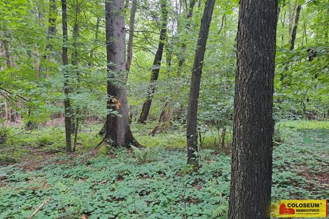 foto02_11380925_1kj3t8.jpg