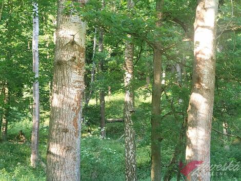 foto02_11336121_14l8v0.jpg