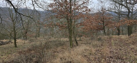 foto07_11218634_46057.jpg